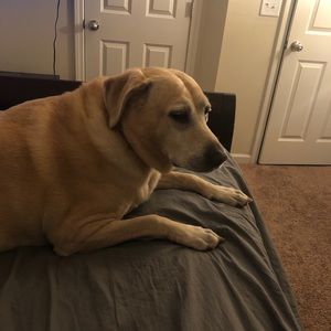 Meet your Posher, Alex